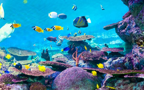 Tropical fish swimming among coral reefs at COEX Aquarium in Seoul.