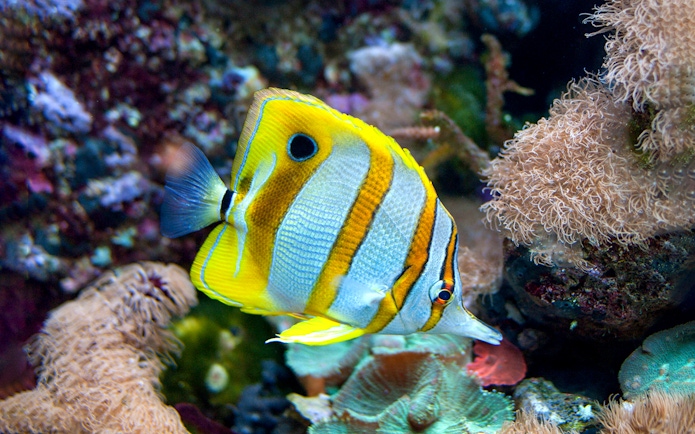 Colorful fish swimming among coral at New England Aquarium.