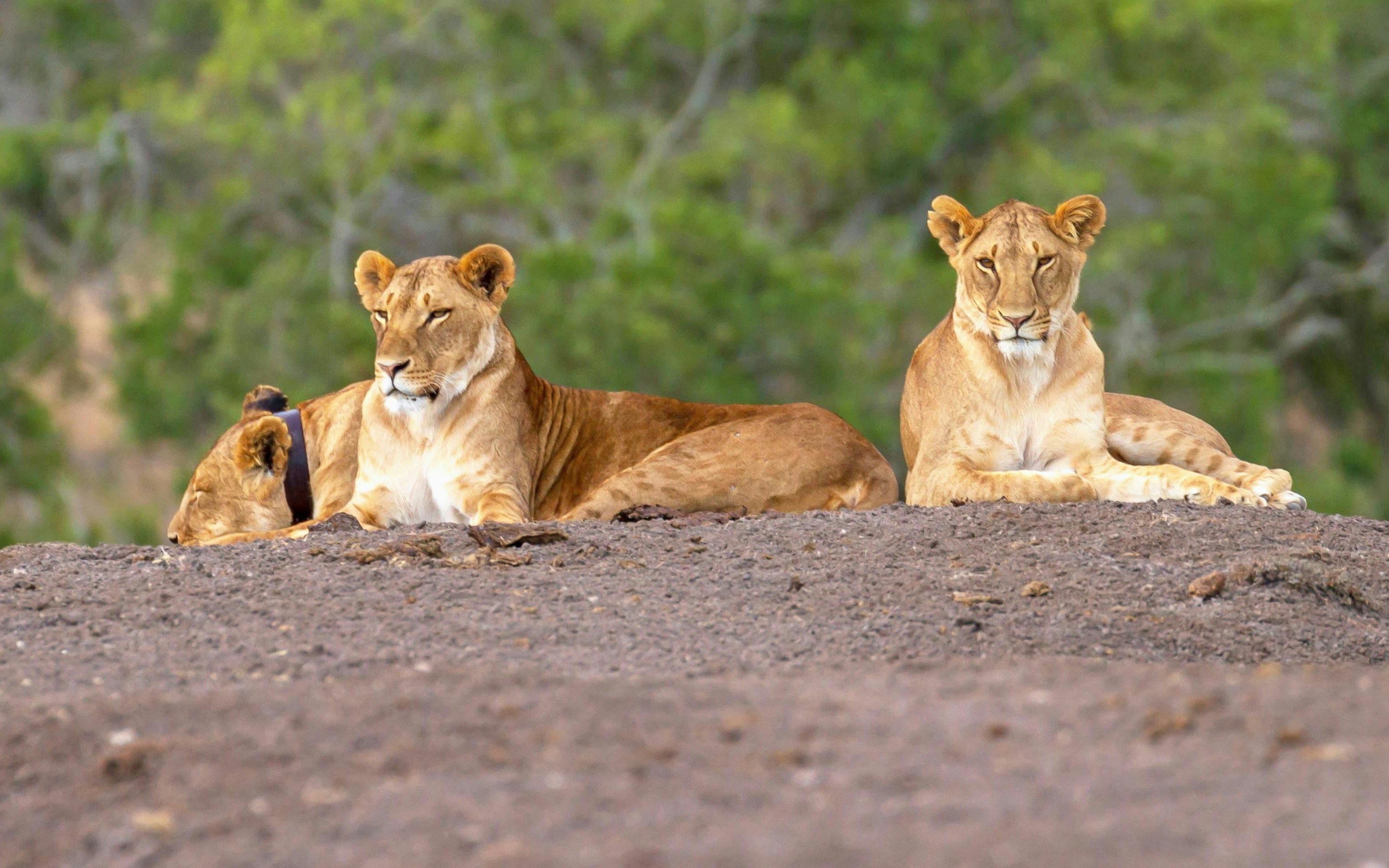 Lionesses resting at Ol Pejeta Conservancy, Nairobi, Kenya.