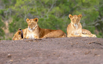 Lionesses resting at Ol Pejeta Conservancy, Nairobi, Kenya.