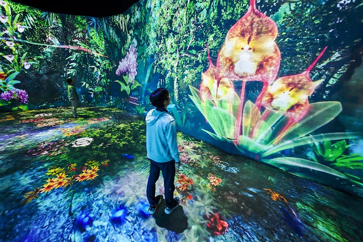Cloud forest gallery