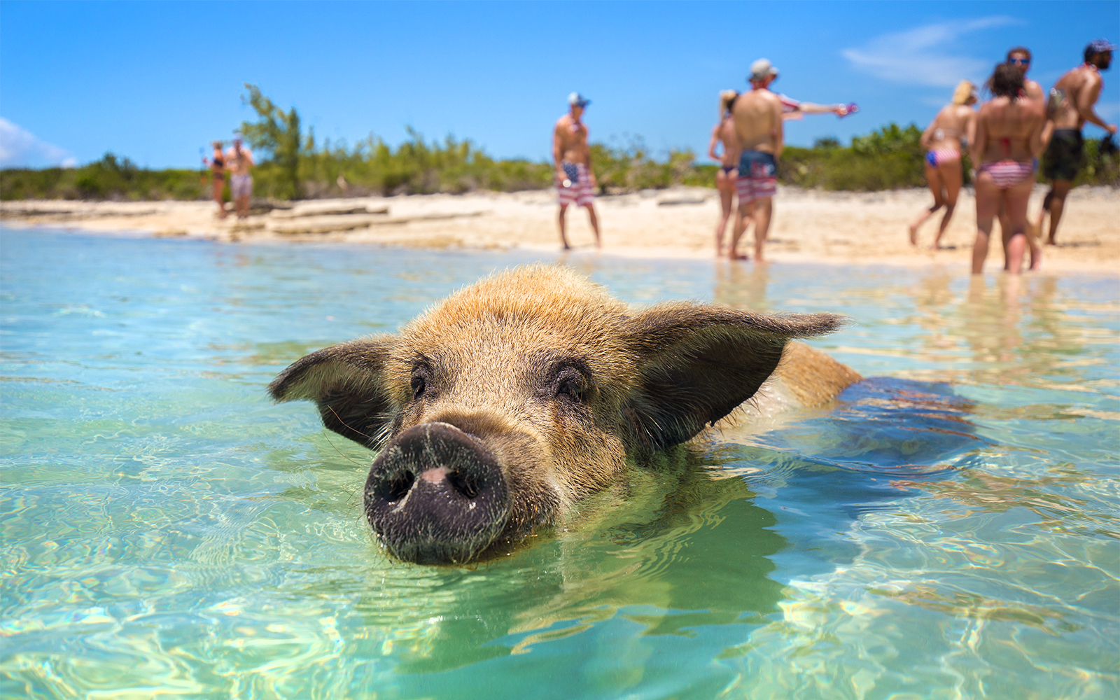 wyspa rose: półdniowa wycieczka „pływanie ze świnkami” (idealna na wycieczkę z rejsu)-1