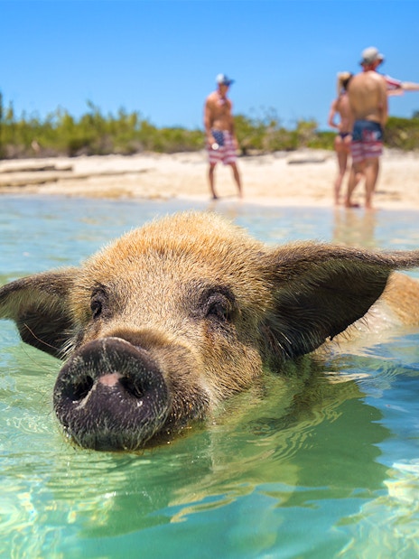 rose island : excursion d'une demi-journée pour nager avec les cochons (adaptée aux excursions à terre)-1