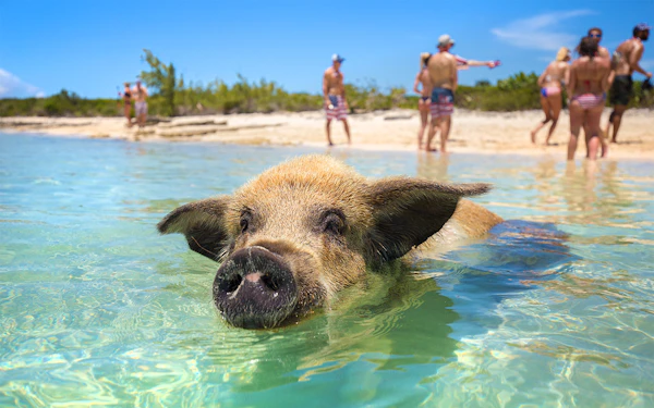 Rose Island: Swim with Pigs Half-Day Trip (Shore Excursion Friendly)