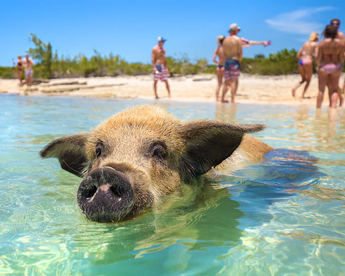 Rose Island: Swim with Pigs Half-Day Trip (Shore Excursion Friendly)