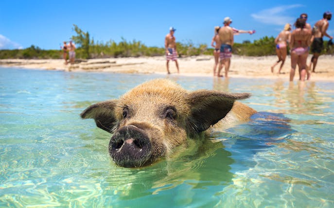 wyspa rose: półdniowa wycieczka „pływanie ze świnkami” (idealna na wycieczkę z rejsu)-1