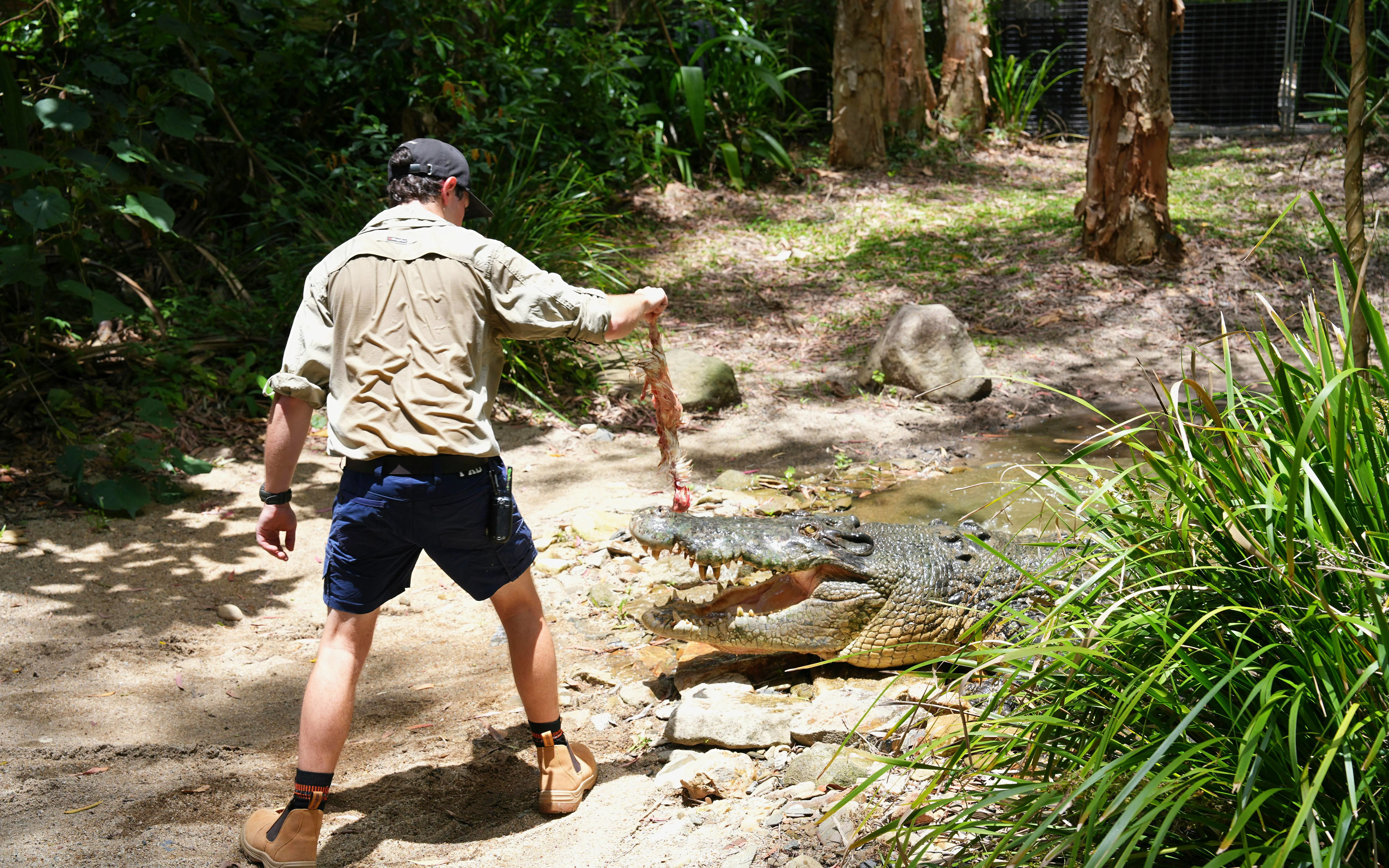 Handler feeding chicken to large crocodile in a wildlife park.