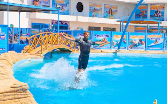 Instructor standing on dolphin's back at Egypt Dolphin World, Hurghada.