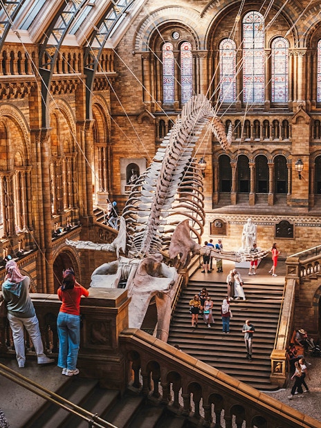 Whale skeleton in the grand hall of the Natural History Museum, London, with visitors exploring.