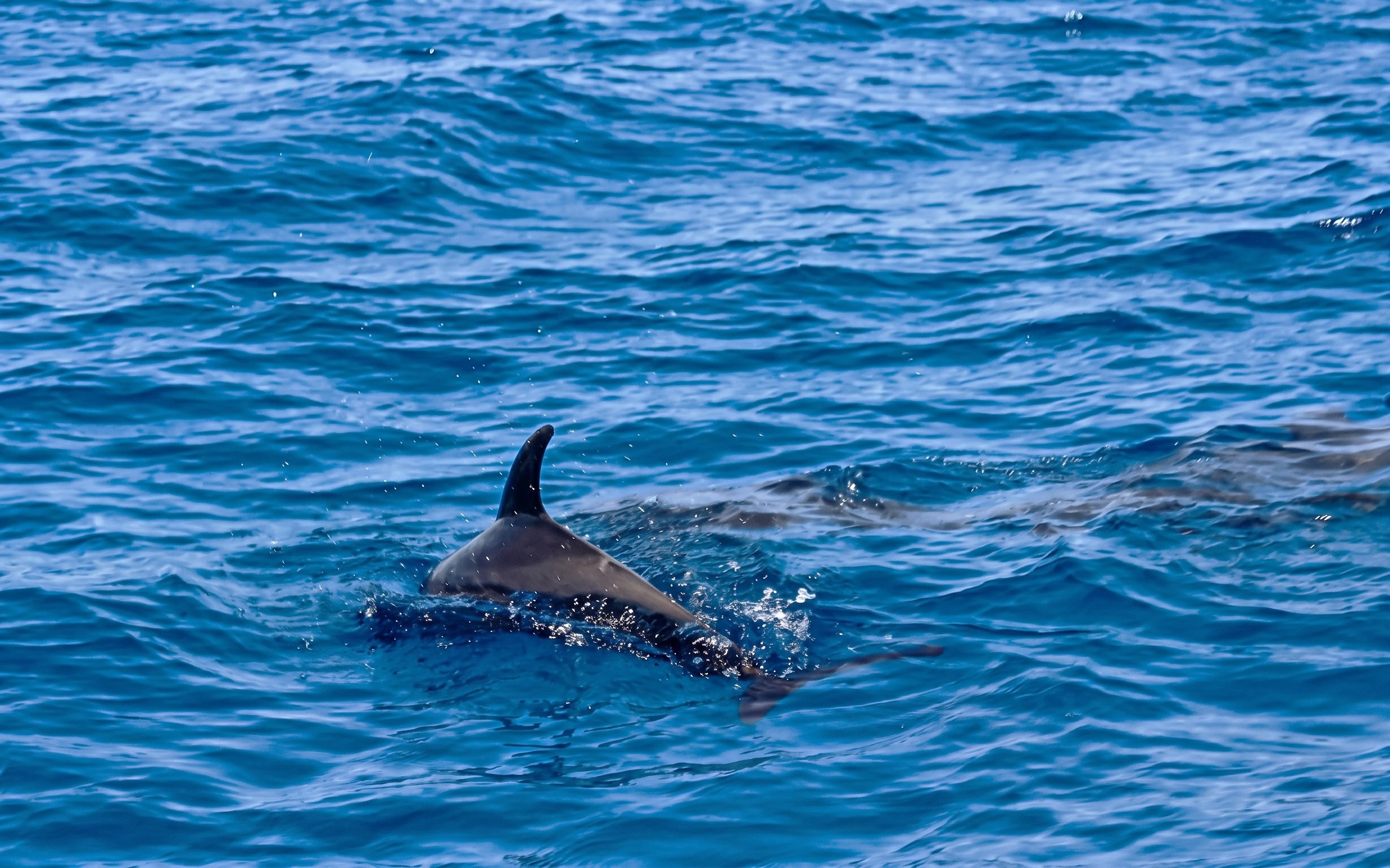 Dolphin swimming in clear waters near Orange Bay, Giftun Island, Hurghada.