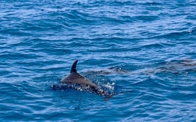 Dolphin swimming in clear waters near Orange Bay, Giftun Island, Hurghada.
