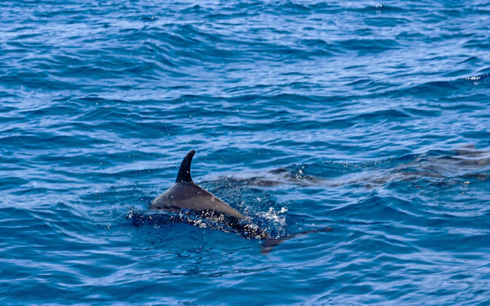 Dolphin swimming in clear waters near Orange Bay, Giftun Island, Hurghada.