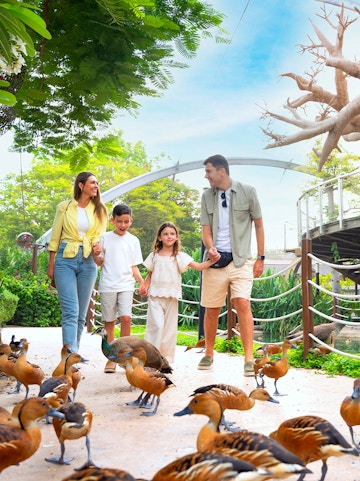 Family walking among ducks at Dubai Safari Park.