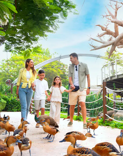 Family walking among ducks at Dubai Safari Park.