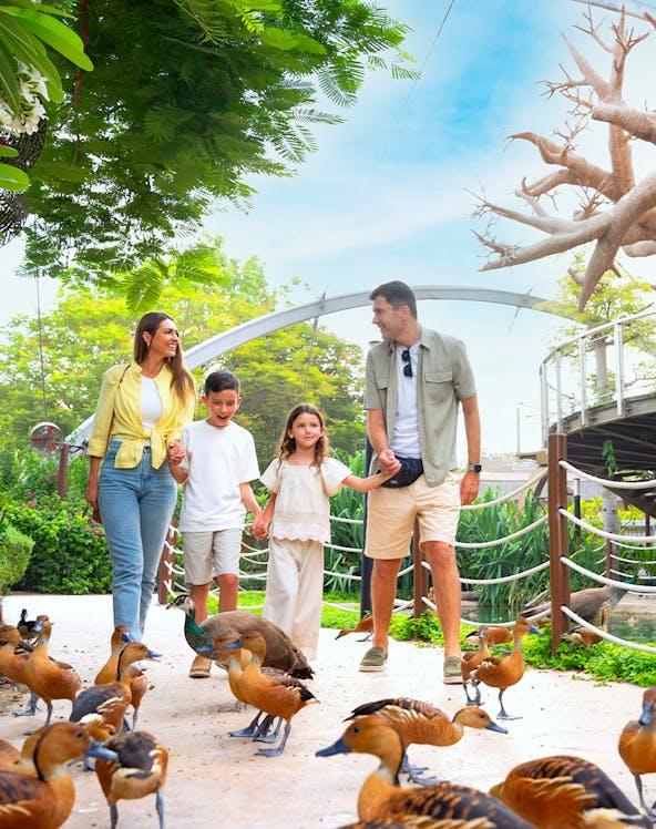 Family walking among ducks at Dubai Safari Park.