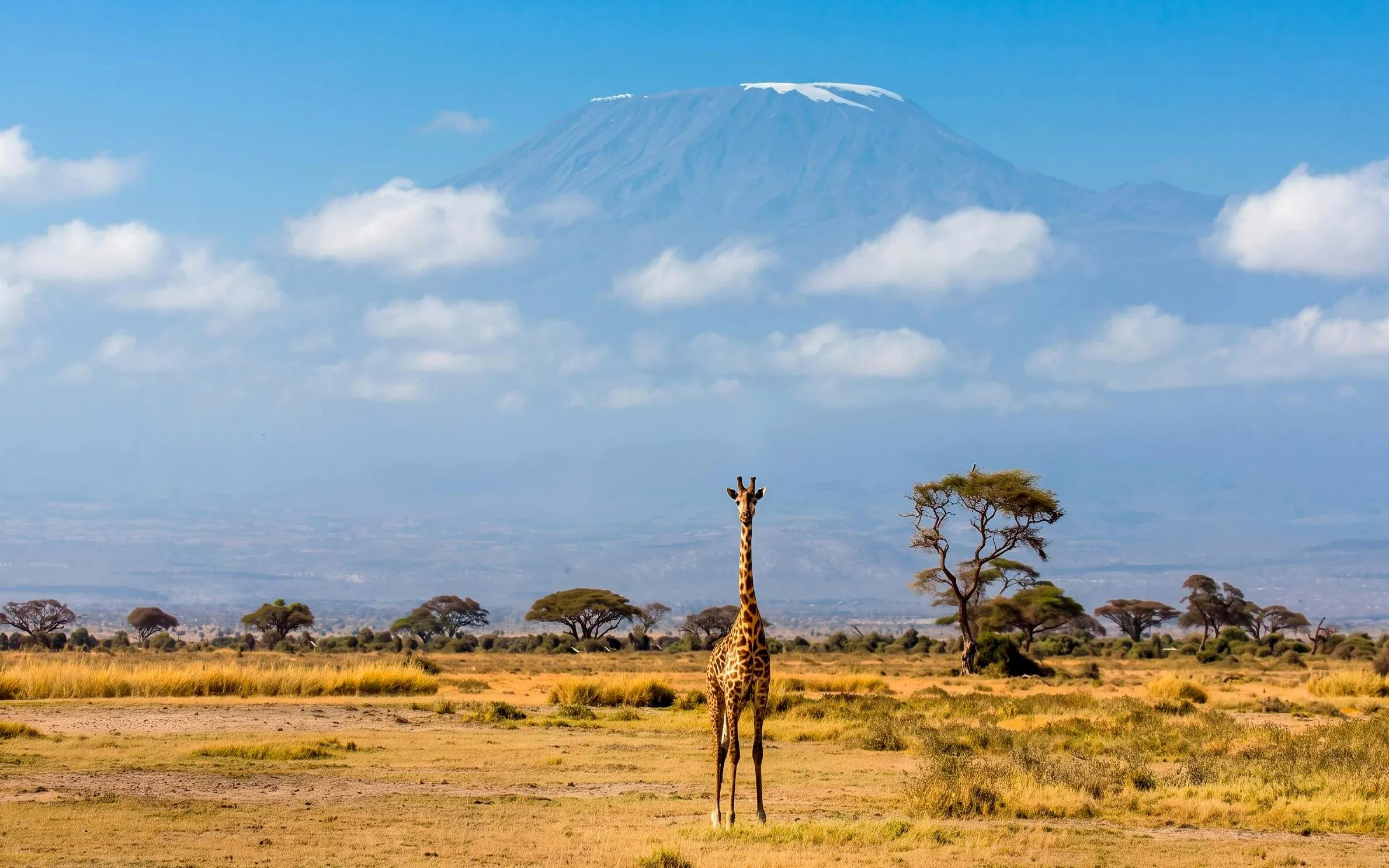 Giraffe standing in Amboseli National Park with Mount Kilimanjaro in the background.
