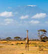 Día 6: Amboseli