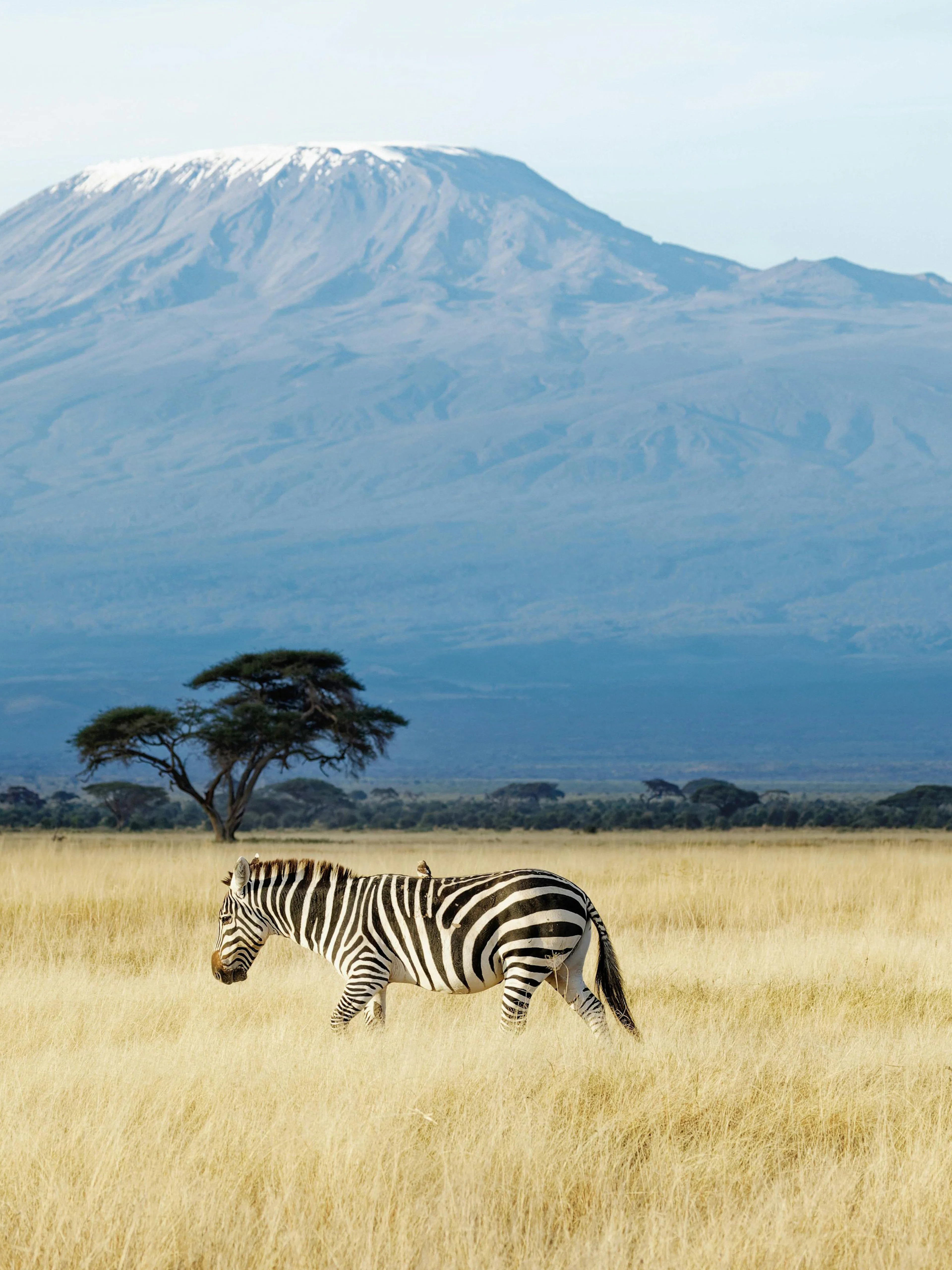 Zebra grazing with Mount Kilimanjaro in the background at Amboseli National Park, Kenya.