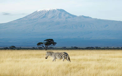 Zebra grazing with Mount Kilimanjaro in the background at Amboseli National Park, Kenya.