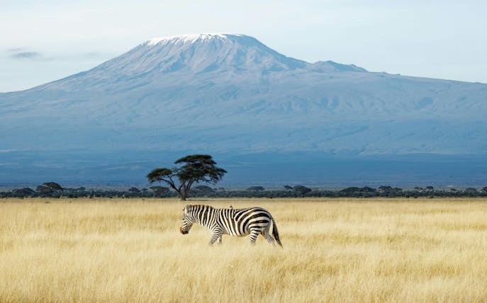 Zebra grazing with Mount Kilimanjaro in the background at Amboseli National Park, Kenya.