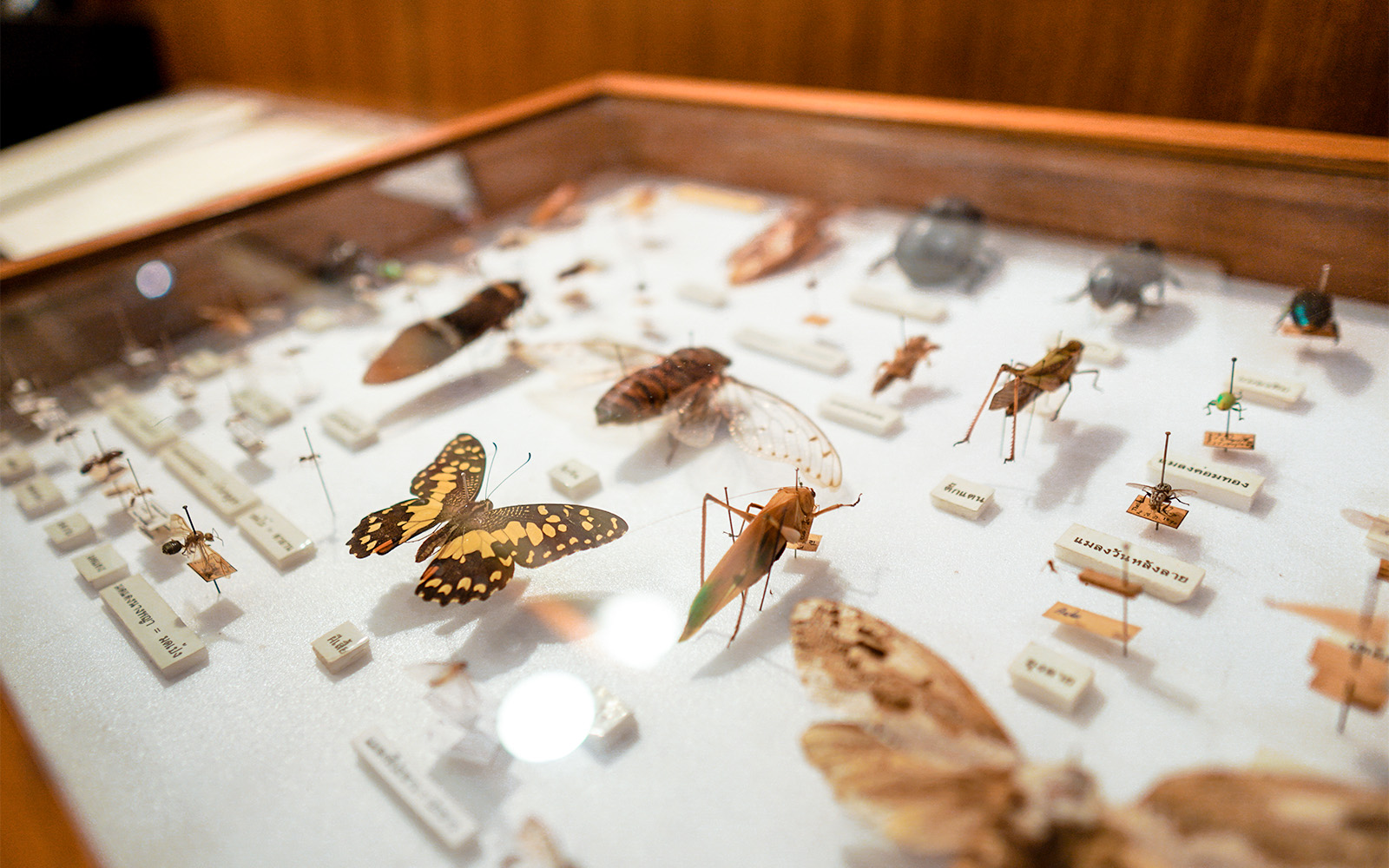 museus em londres Horniman Museum