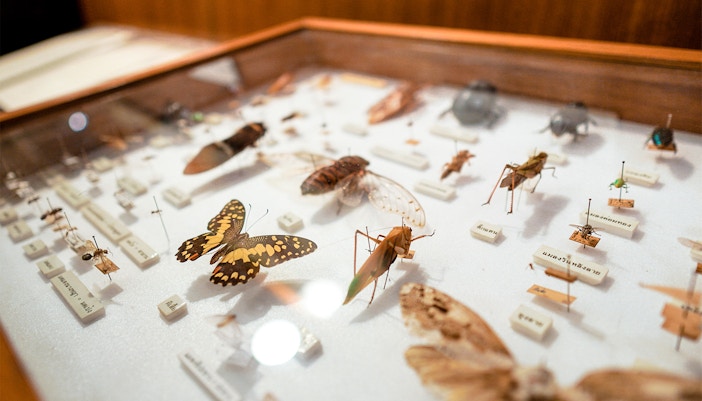 museus em londres Horniman Museum