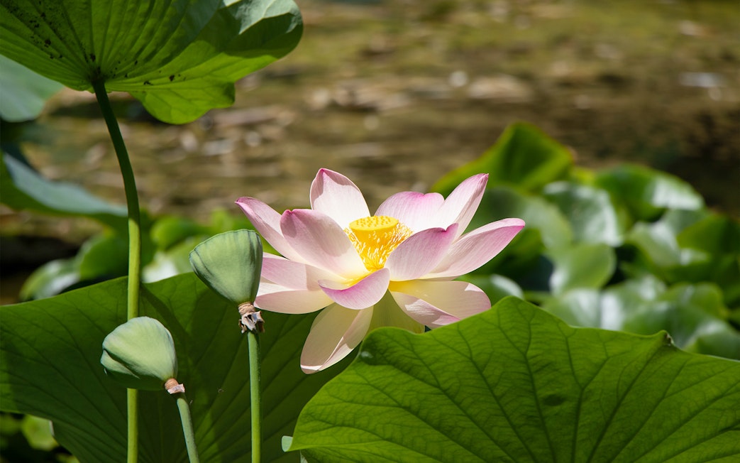 Lotus flower in bloom at Orto Botanico, surrounded by green leaves.