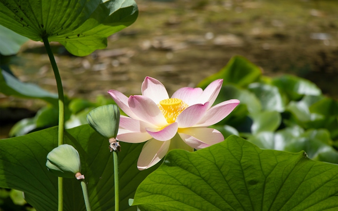 Lotus flower in bloom at Orto Botanico, surrounded by green leaves.