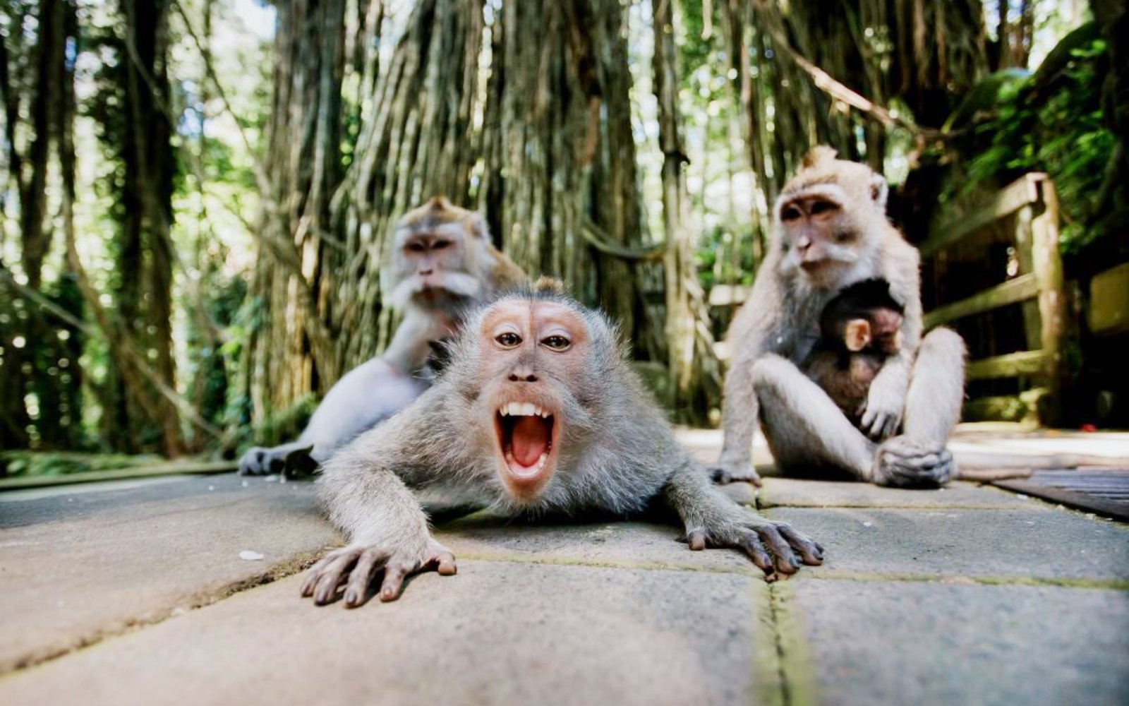 Monkeys in Sacred Monkey Forest Ubud, Bali, with lush trees in the background.