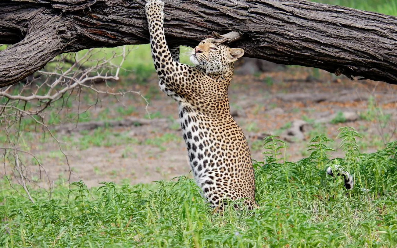 From Zanzibar: Saadani National Park Day Trip with Game Drive and Wami River Boat Safari
