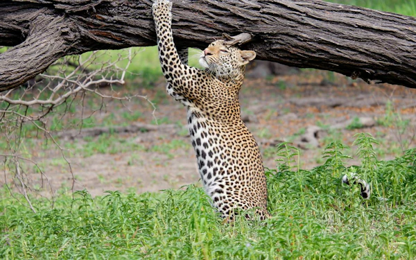 From Zanzibar: Saadani National Park Day Trip with Game Drive and Wami River Boat Safari