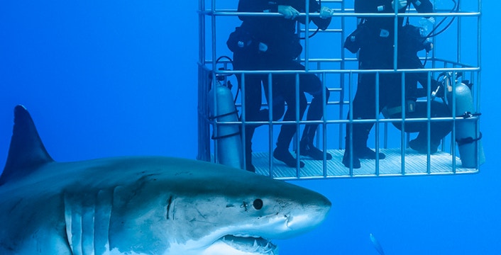 Divers in a cage observe a great white shark during a shark cage diving tour.