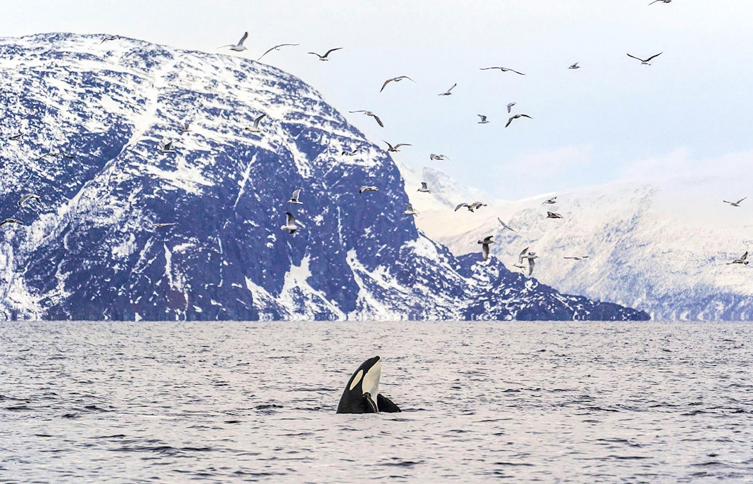 Deep and sheltered fjords