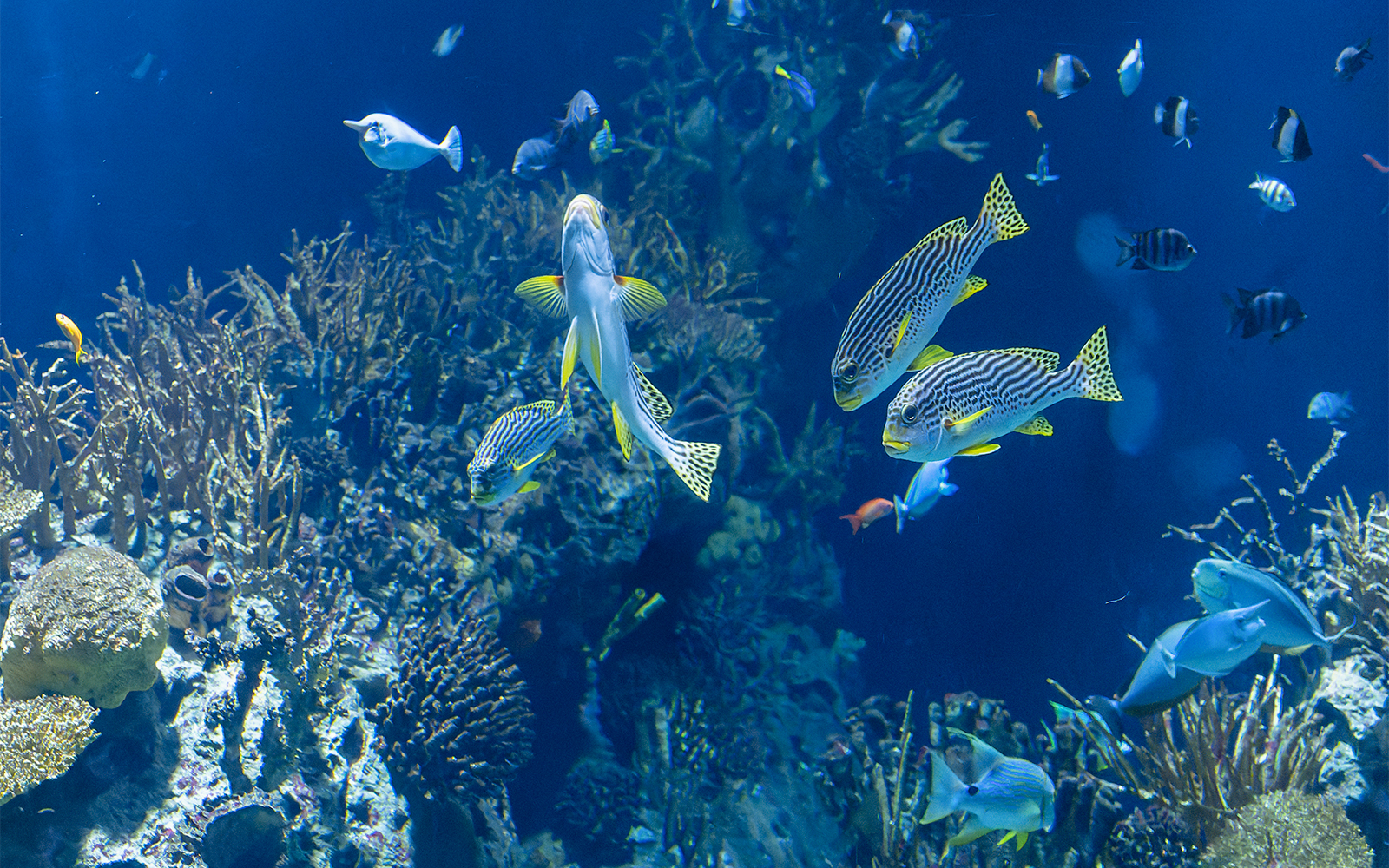 Rotterdam Zoo Oceanium with diverse marine life exhibits and visitors exploring the aquarium.