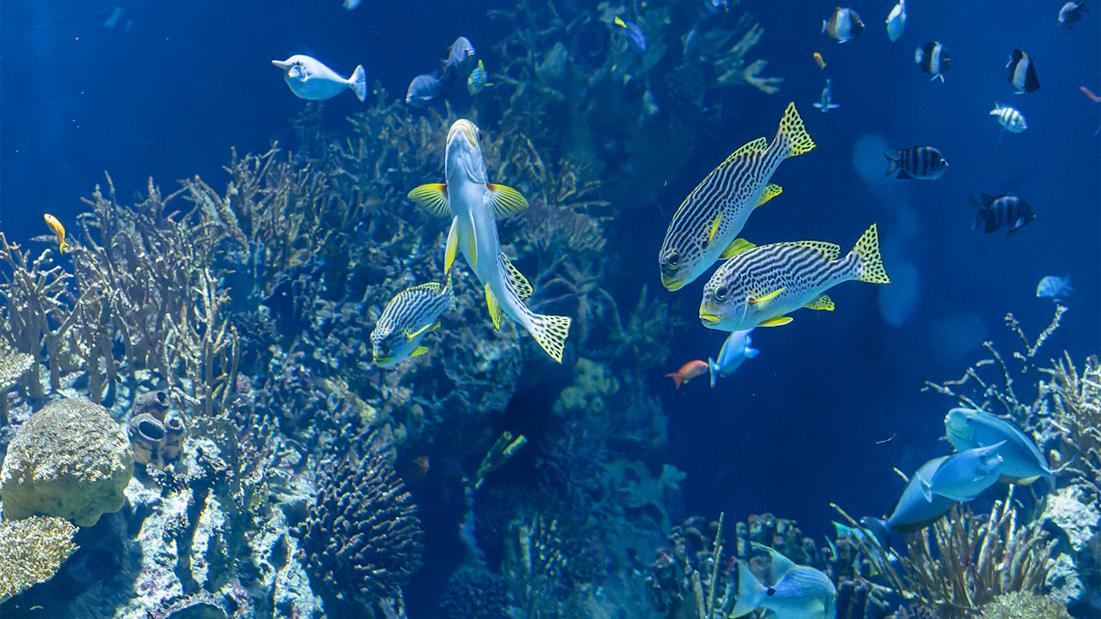 Rotterdam Zoo Oceanium with diverse marine life exhibits and visitors exploring the aquarium.