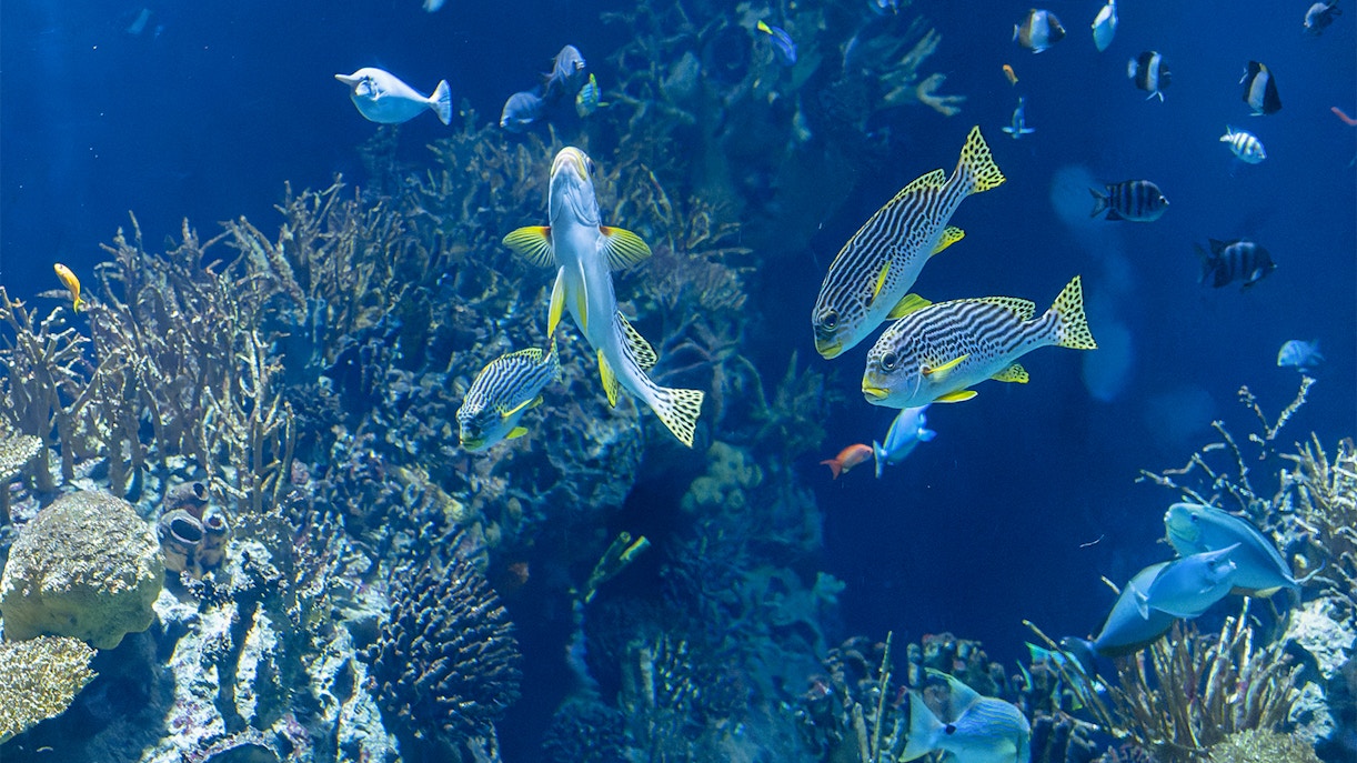 Rotterdam Zoo Oceanium with diverse marine life exhibits and visitors exploring the aquarium.