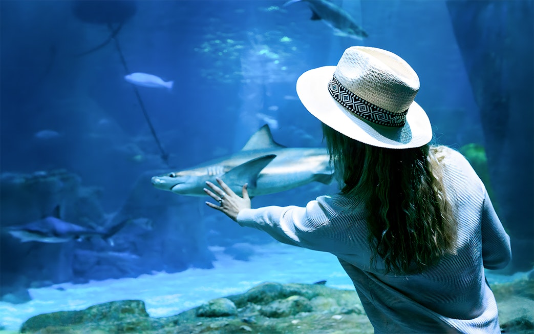 Woman in underwater tunnel reaching towards shark through glass.