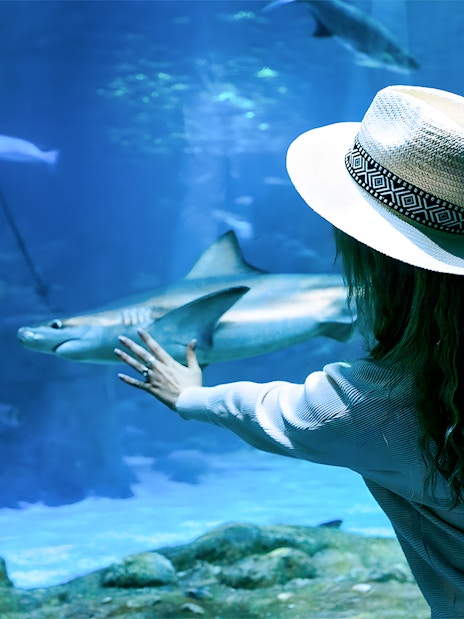Woman in underwater tunnel reaching towards shark through glass.
