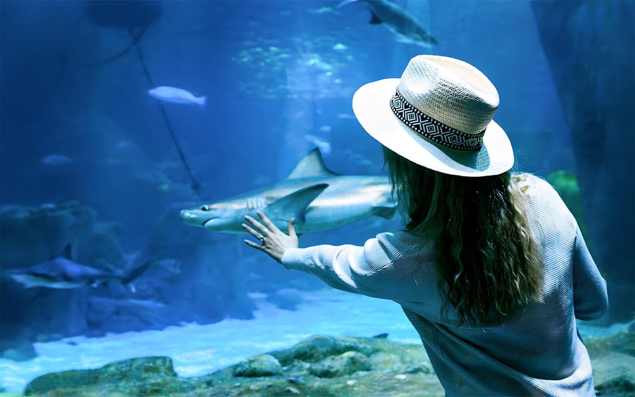Woman in underwater tunnel reaching towards shark through glass.