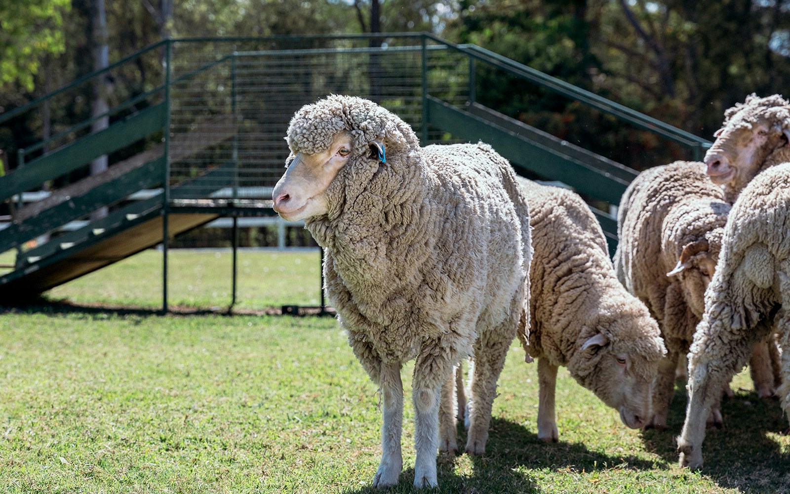 Sheep at Paradise Country