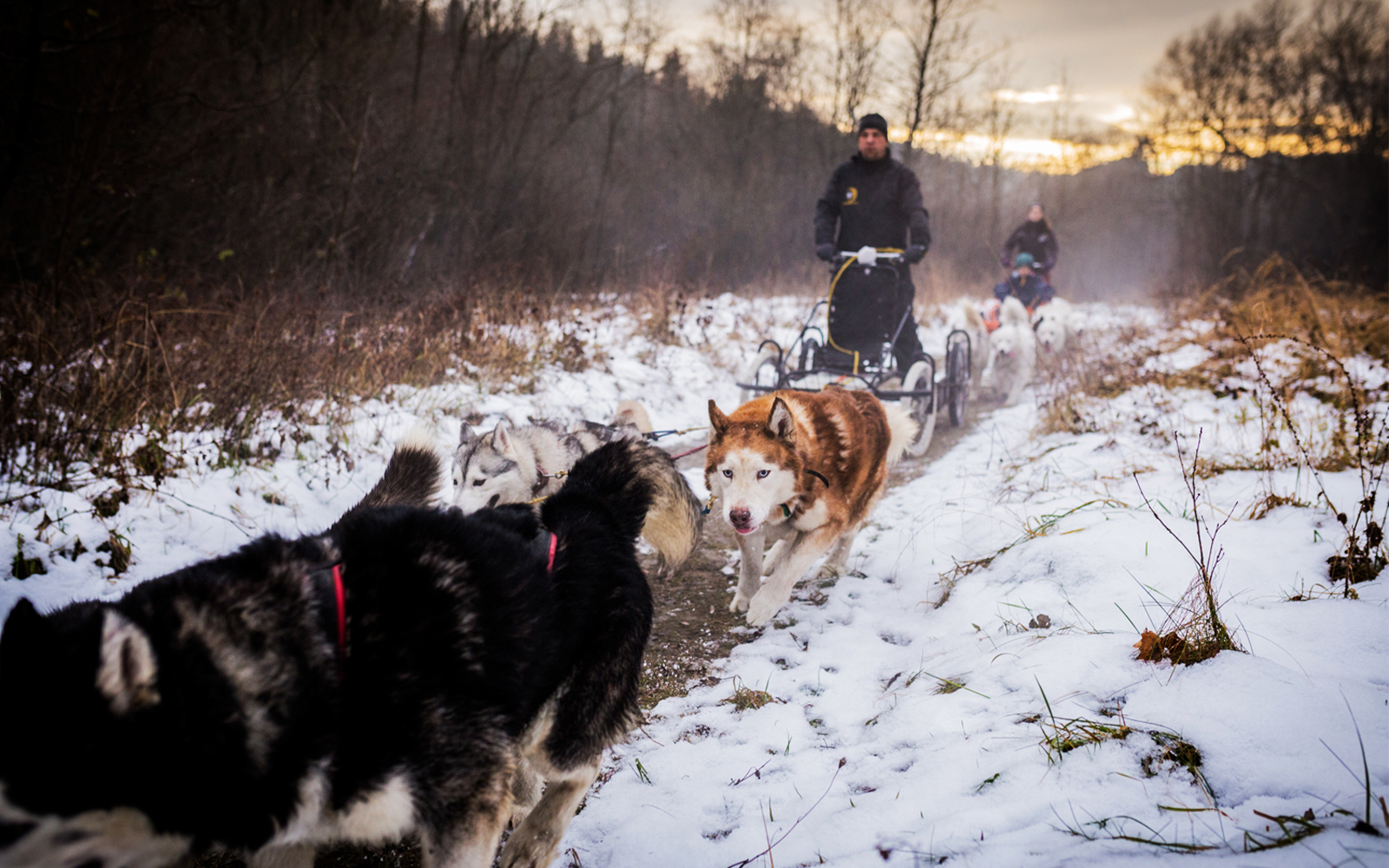 Dog sledding through snowy Tatra Mountains near Krakow.