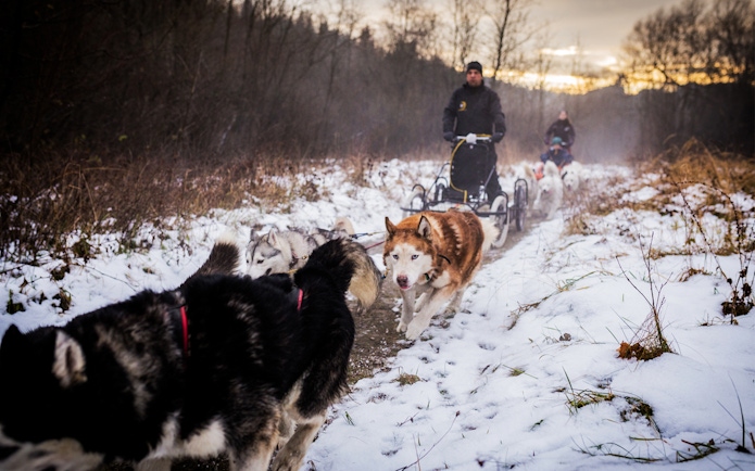 Dog sledding through snowy Tatra Mountains near Krakow.