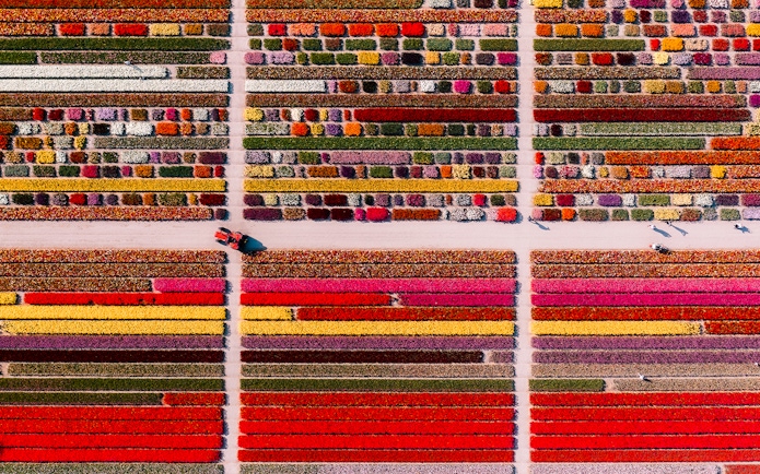 Aerial view of colorful tulip fields in Keukenhof, Netherlands, with a tractor on a dirt path.
