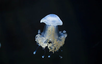 Starry Jellyfish in Aquarium de Paris exhibit.