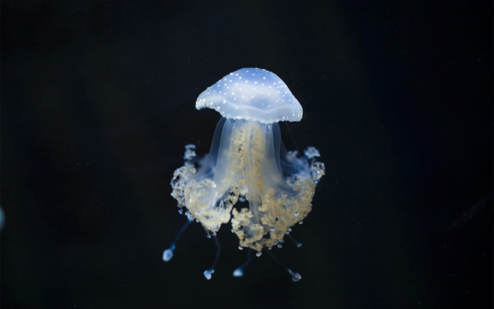 Starry Jellyfish in Aquarium de Paris exhibit.