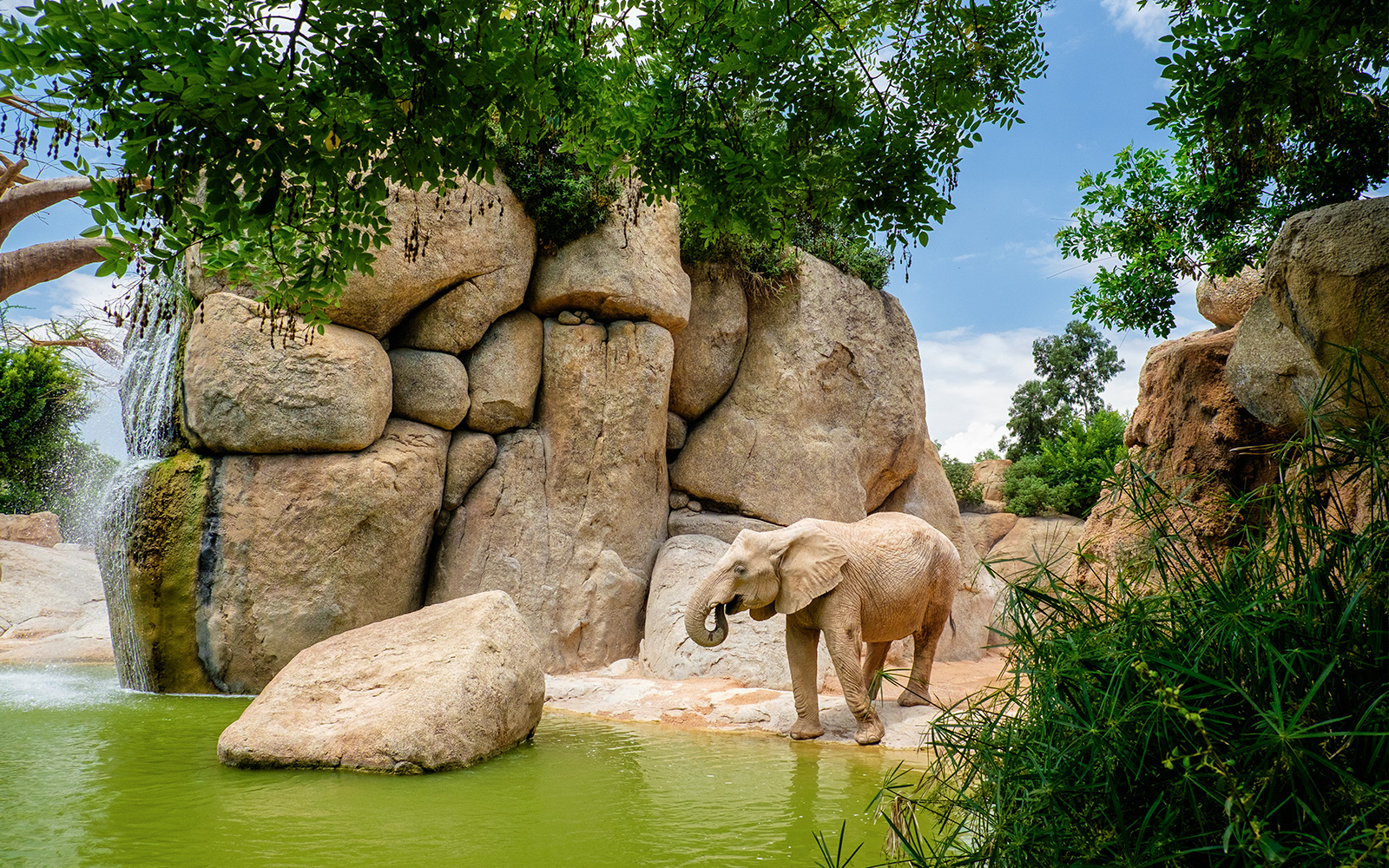 Elephants walking in enclosure at Bioparco Valencia, Spain.