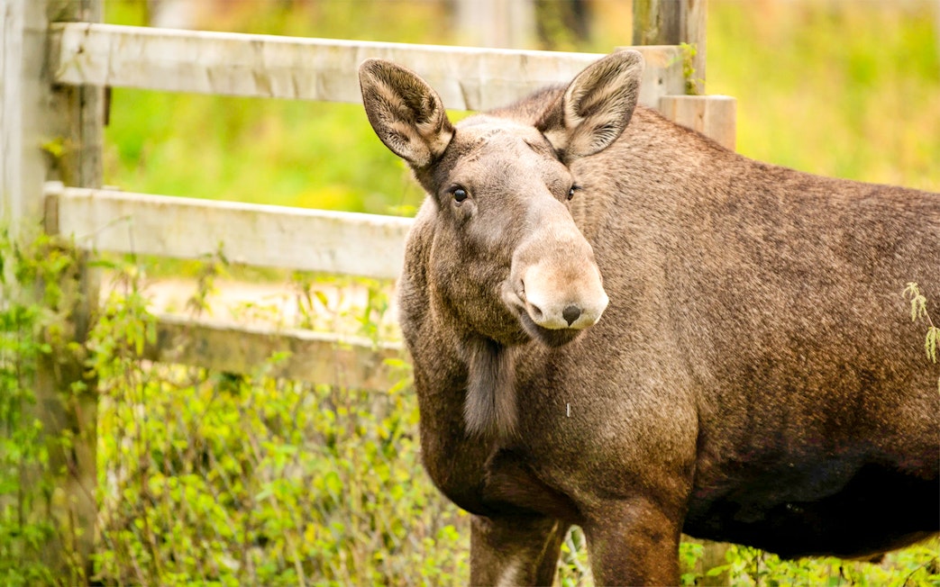 Moose standing near a wooden fence at Ranua Wildlife Park.