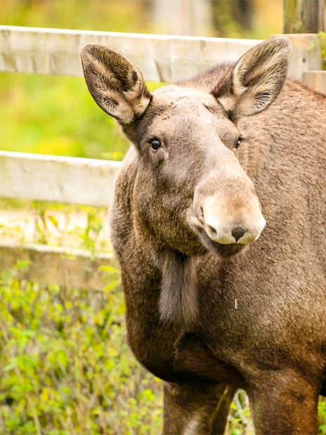 Moose standing near a wooden fence at Ranua Wildlife Park.