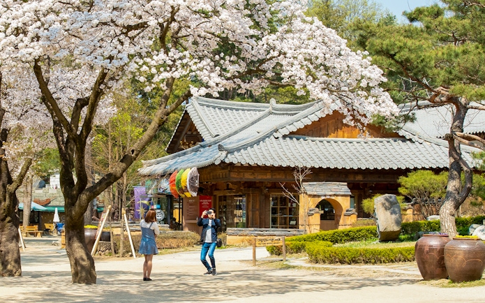 Couple photographing under cherry blossoms on Nami Island, South Korea.