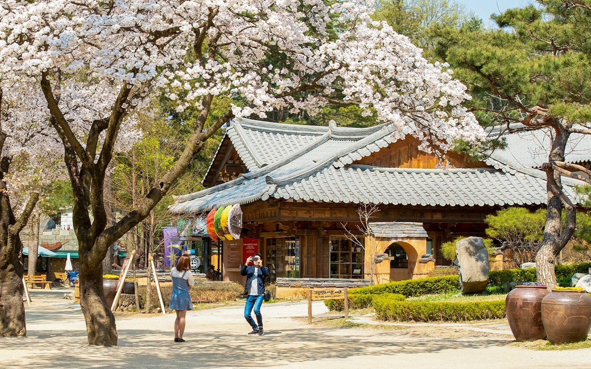 Couple photographing under cherry blossoms on Nami Island, South Korea.